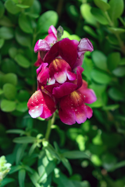 snapdragon