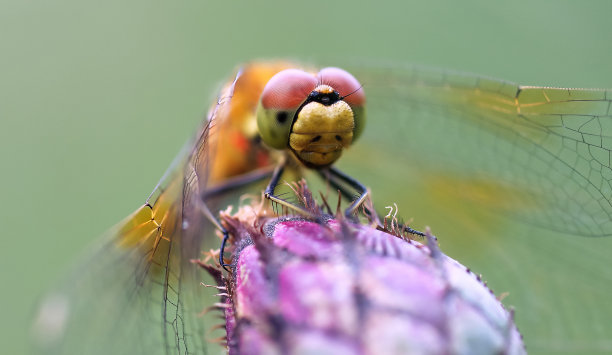 蜻蜓复眼