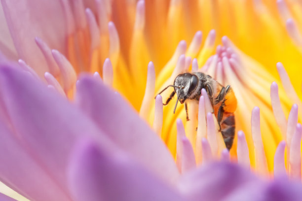 蜜蜂与睡莲