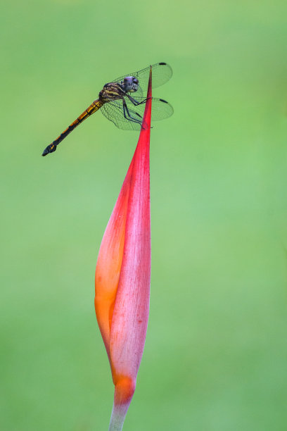 蜻蜓写真