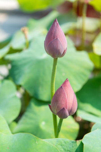 睡莲花开