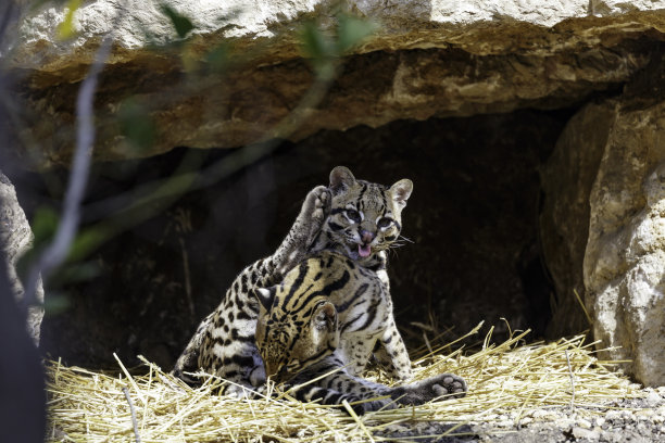 南美洲虎猫