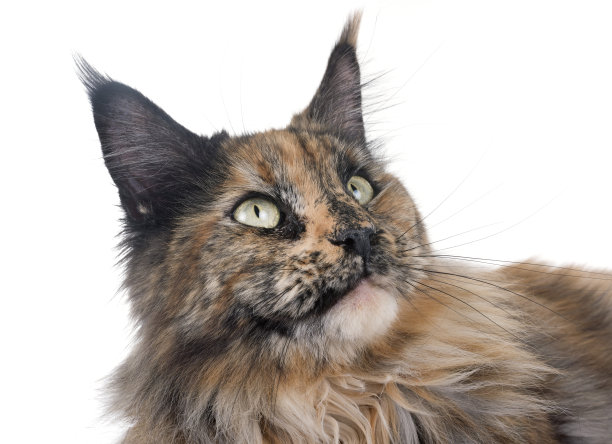 猫背景图片大全 猫背景设计素材 猫背景模板下载 猫背景图库 昵图网soso Nipic Com 猫背景图片大全 猫背景设计素材 猫背景模板下载 猫背景图库 昵图网soso Nipic Com