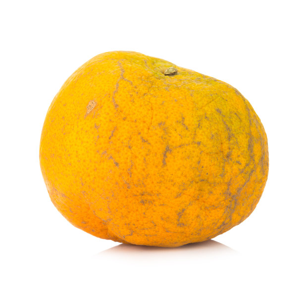 丑橘子
