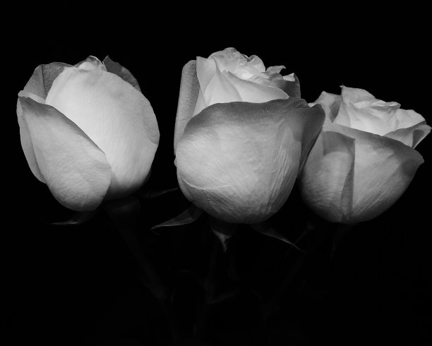情人节玫瑰花黑白
