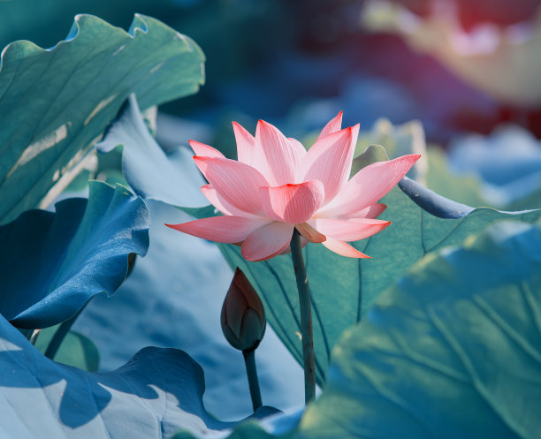 nelumbo