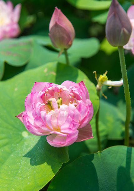 睡莲花开