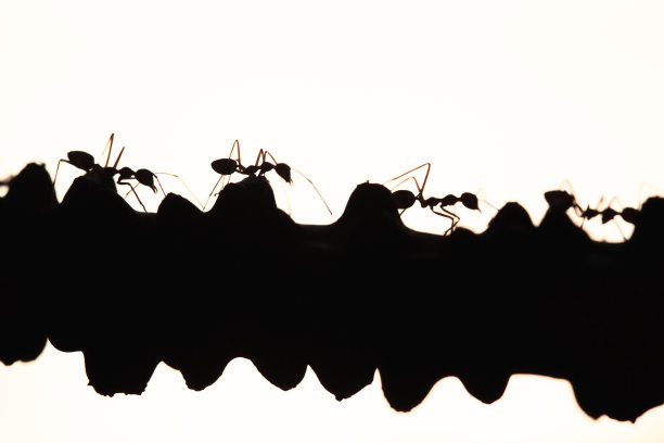 蚂蚁剪影