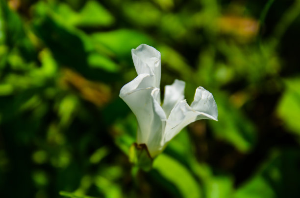 田旋花