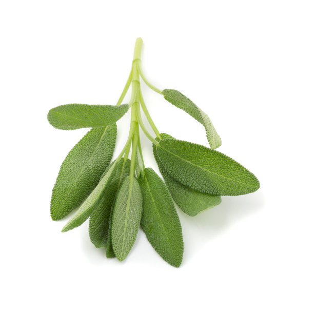 salvia