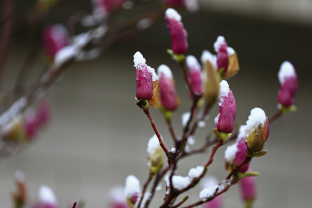 冬季的桃花