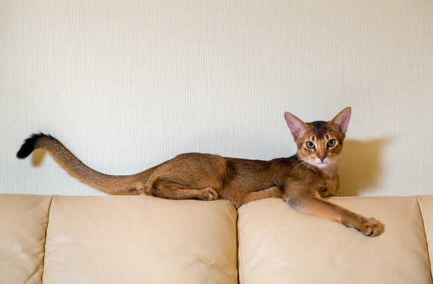 沙发上的猫咪