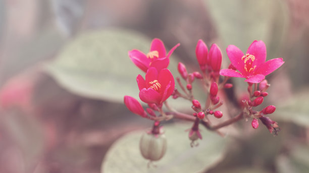 梦幻花园
