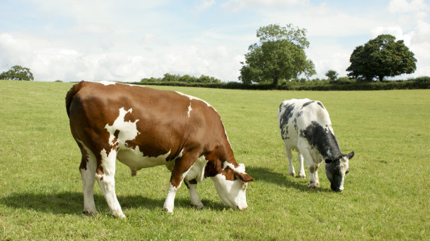 bull
