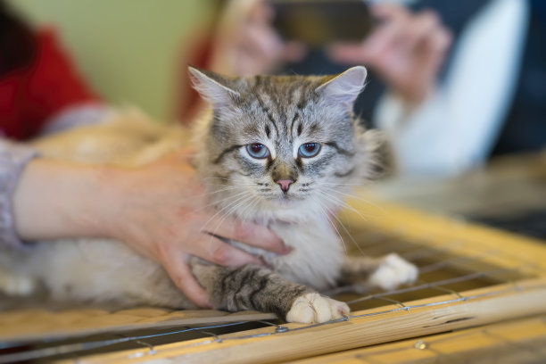 流浪猫领养