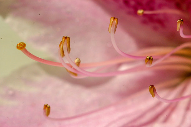 stamens