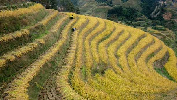 乡下风景