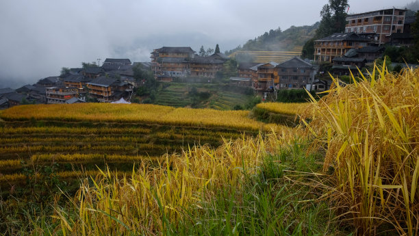 山间的稻田