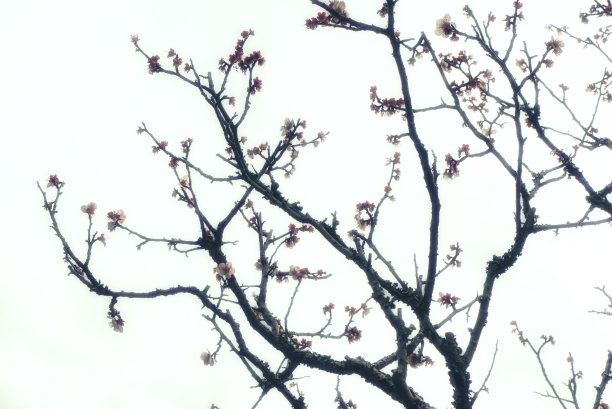 花蕊