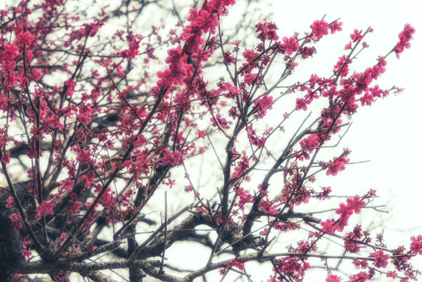 花蕊