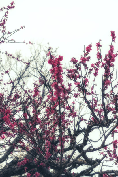 花蕊