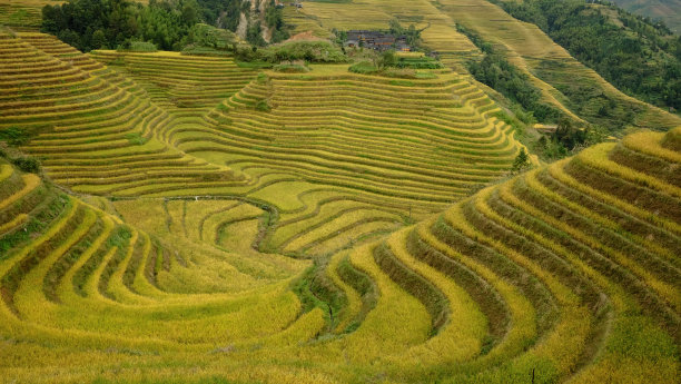 农村稻田风景