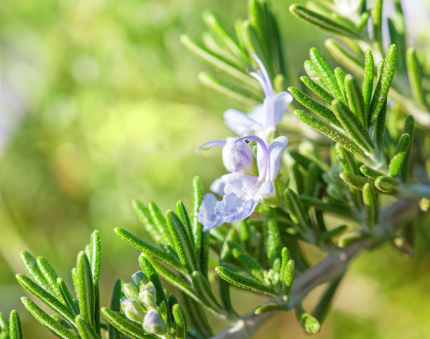 rosemary