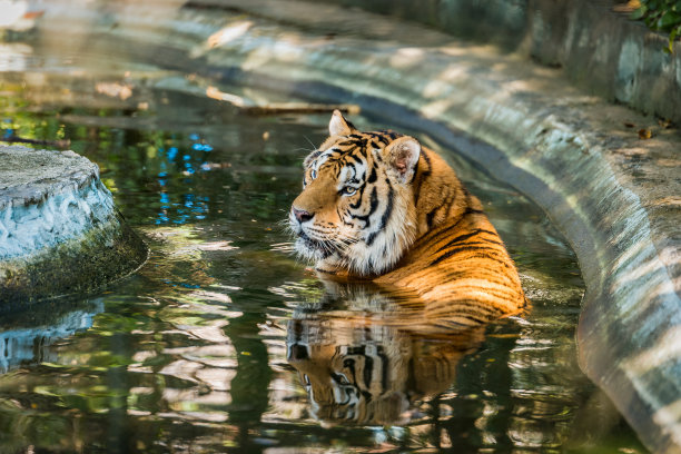 水里的老虎
