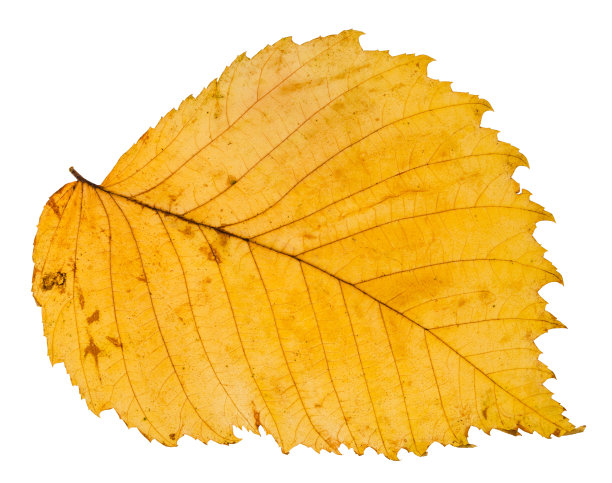 elm