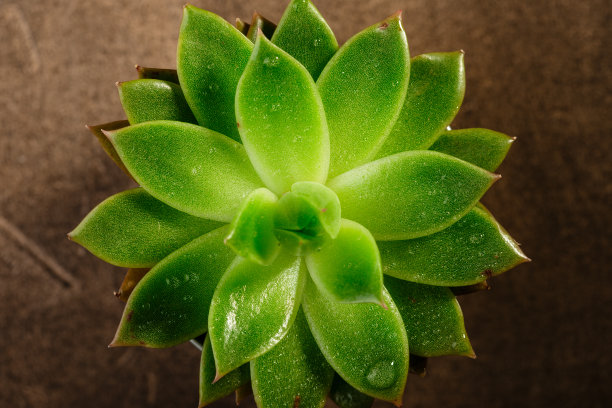 景天科