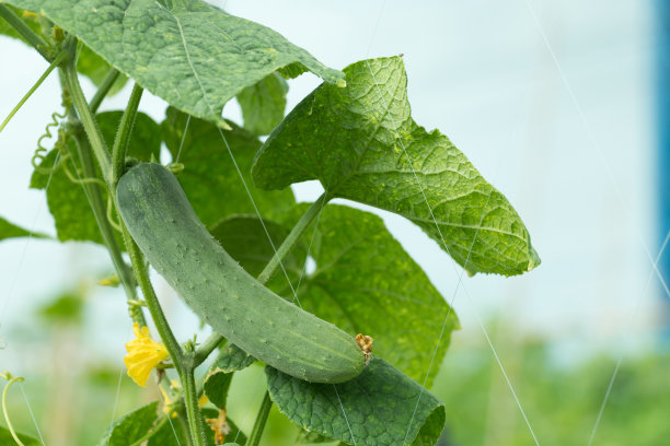 cucumber