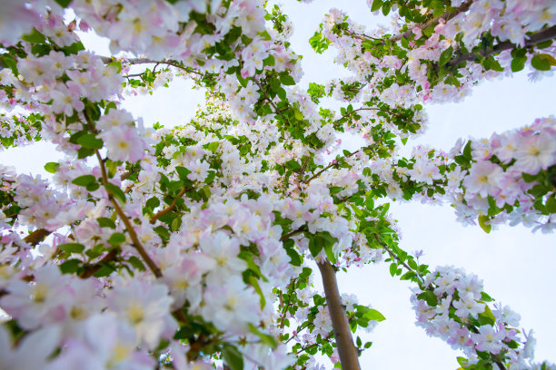 樱花果实