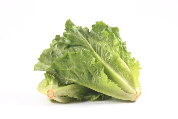 lactuca
