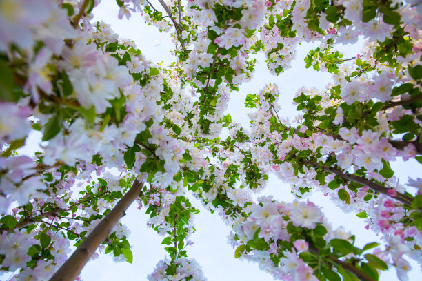 樱花果实