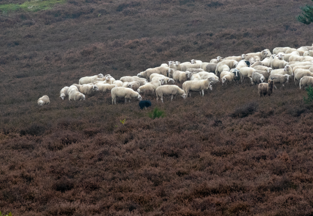 羊群,放牧,放羊