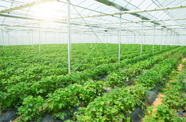 greenhouse