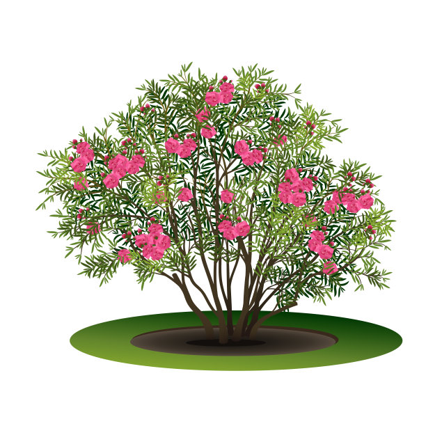 oleander