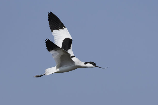 avocet