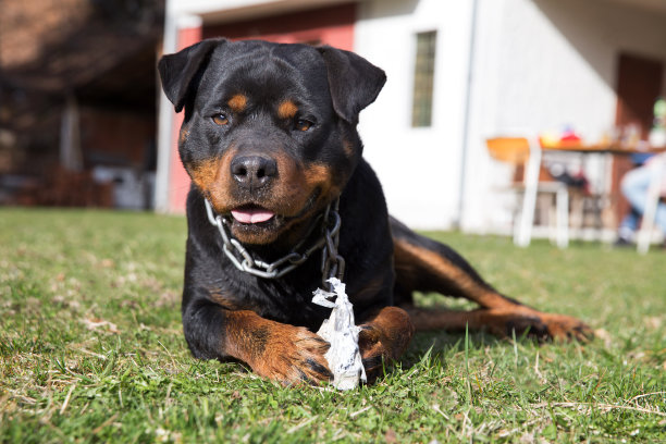 罗威纳犬