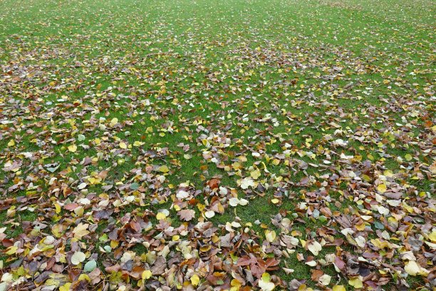 rake