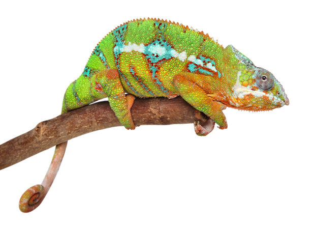chamaeleon