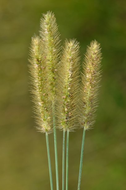 狐尾草barley大麦