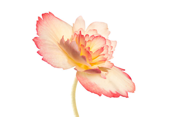 begonia