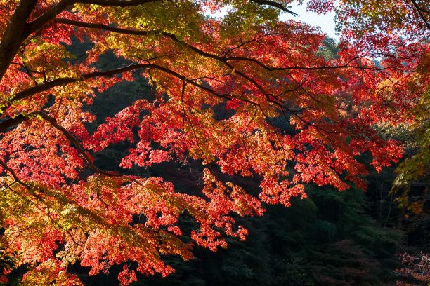 高尾山