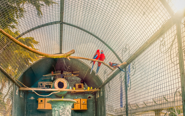 parrots