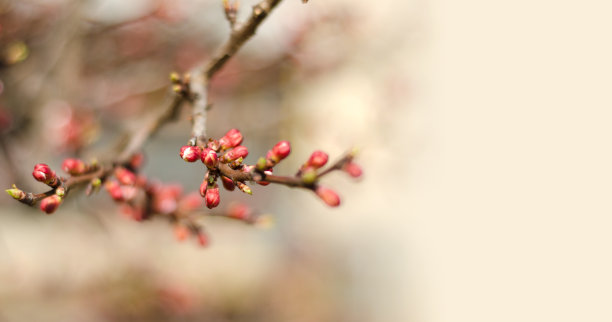 白花紫荆