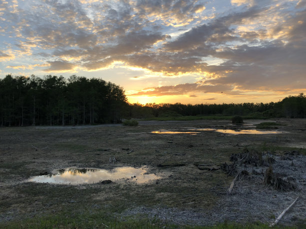 swamp
