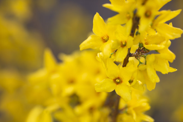 forsythia