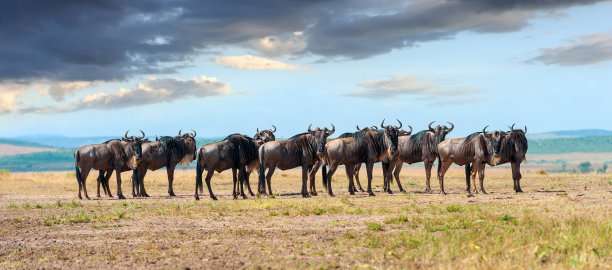 wildebeest