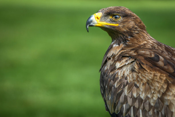 hawk